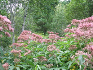 Appalachian Trail Appalachian Trail