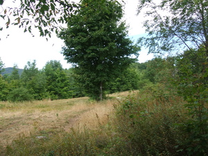 Appalachian Trail Appalachian Trail