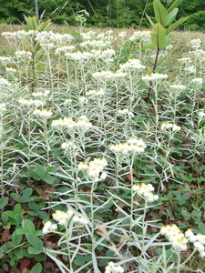 Appalachian Trail Appalachian Trail