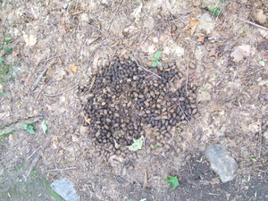 Appalachian Trail Appalachian Trail