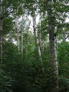 Appalachian Trail Appalachian Trail