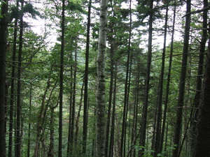 Appalachian Trail Appalachian Trail