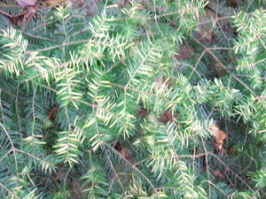 Appalachian Trail Appalachian Trail