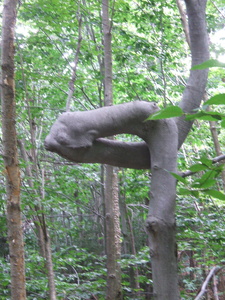 Appalachian Trail Twisted tree trunk Appalachian Trail Twisted tree trunk