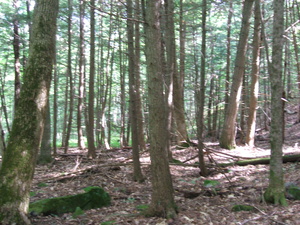 Appalachian Trail Appalachian Trail