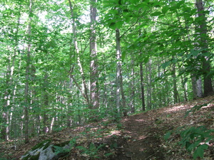 Appalachian Trail Appalachian Trail