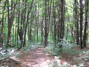 Appalachian Trail Appalachian Trail