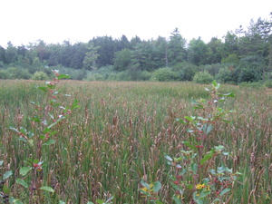 Appalachian Trail Meadow Appalachian Trail Meadow