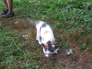 Appalachian Trail The traveling cat Appalachian Trail The traveling cat