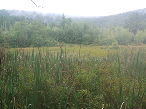 Appalachian Trail Meadow Appalachian Trail Meadow