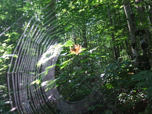 Appalachian Trail Spider and web. Appalachian Trail Spider and web.