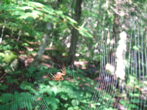 Appalachian Trail Spider and web. Appalachian Trail Spider and web.
