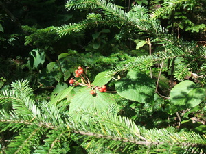 Appalachian Trail Berries Appalachian Trail Berries