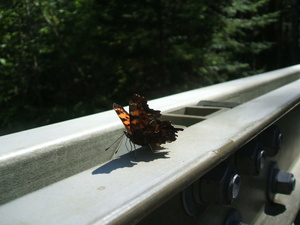 Appalachian Trail Butterfly and Bridge Appalachian Trail Butterfly and Bridge