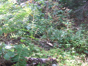 Appalachian Trail Appalachian Trail