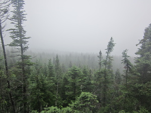Appalachian Trail Fog Appalachian Trail Fog