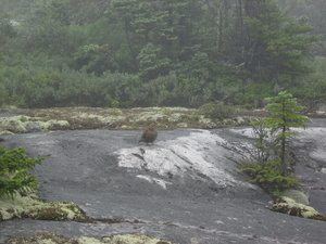 Appalachian Trail Appalachian Trail