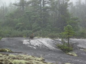 Appalachian Trail Appalachian Trail