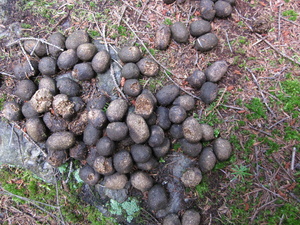 Appalachian Trail Moose droppings Appalachian Trail Moose droppings