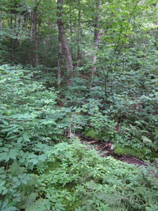 Appalachian Trail Appalachian Trail