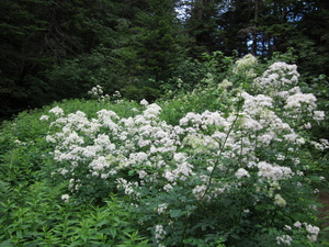 Appalachian Trail Flowers Appalachian Trail Flowers