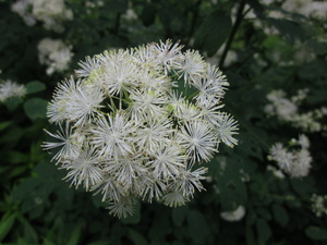 Appalachian Trail Flowers Appalachian Trail Flowers