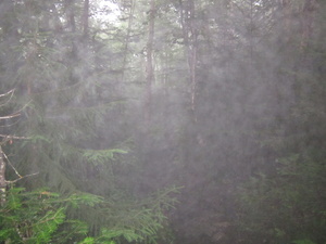 Appalachian Trail Fog Appalachian Trail Fog