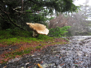 Appalachian Trail Mushroom Appalachian Trail Mushroom