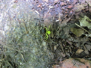 Appalachian Trail Green Spider Appalachian Trail Green Spider