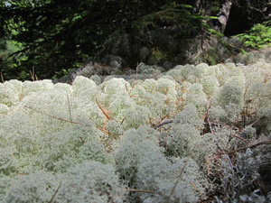 Appalachian Trail Lichens Appalachian Trail Lichens