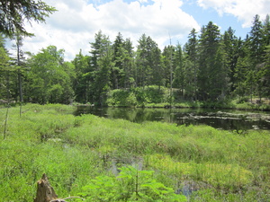 Appalachian Trail Beaver Pond Appalachian Trail Beaver Pond