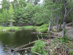 Appalachian Trail Beaver Pond Dam Appalachian Trail Beaver Pond Dam