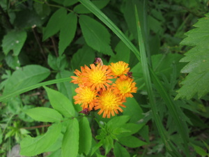 Appalachian Trail Flowers Appalachian Trail Flowers