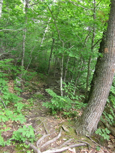 Appalachian Trail Appalachian Trail