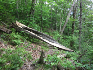Appalachian Trail Split tree Appalachian Trail Split tree