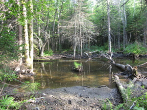 Appalachian Trail Beaver Pond Appalachian Trail Beaver Pond