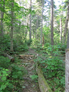 Appalachian Trail Old trail and detour past beaver pond Appalachian Trail Old trail and detour past beaver pond