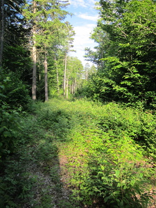 Appalachian Trail Very old logging road, unused. Appalachian Trail Very old logging road, unused.