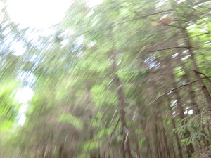 Appalachian Trail Twisted shot