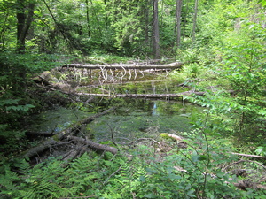 Appalachian Trail Big mud puddle