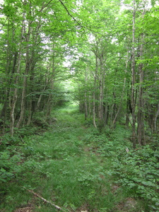 Appalachian Trail Old logging road Appalachian Trail Old logging road