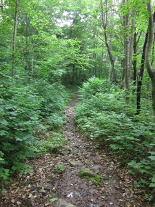 Appalachian Trail 