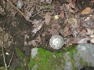 Appalachian Trail AT Survey marker