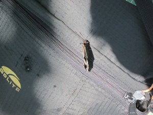 Appalachian Trail Pack & Butterfly Appalachian Trail Pack & Butterfly