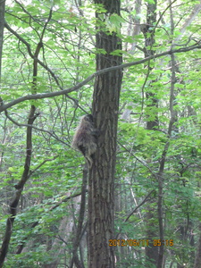 Appalachian Trail porcupine in tree Appalachian Trail porcupine in tree