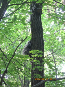 Appalachian Trail porcupine in tree Appalachian Trail porcupine in tree