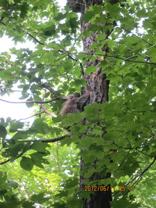 Appalachian Trail porcupine in tree Appalachian Trail porcupine in tree