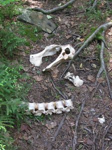 Appalachian Trail Bones Appalachian Trail Bones