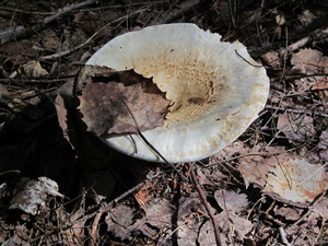 Appalachian Trail Mushroom Appalachian Trail Mushroom