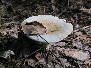 Appalachian Trail Mushroom Appalachian Trail Mushroom